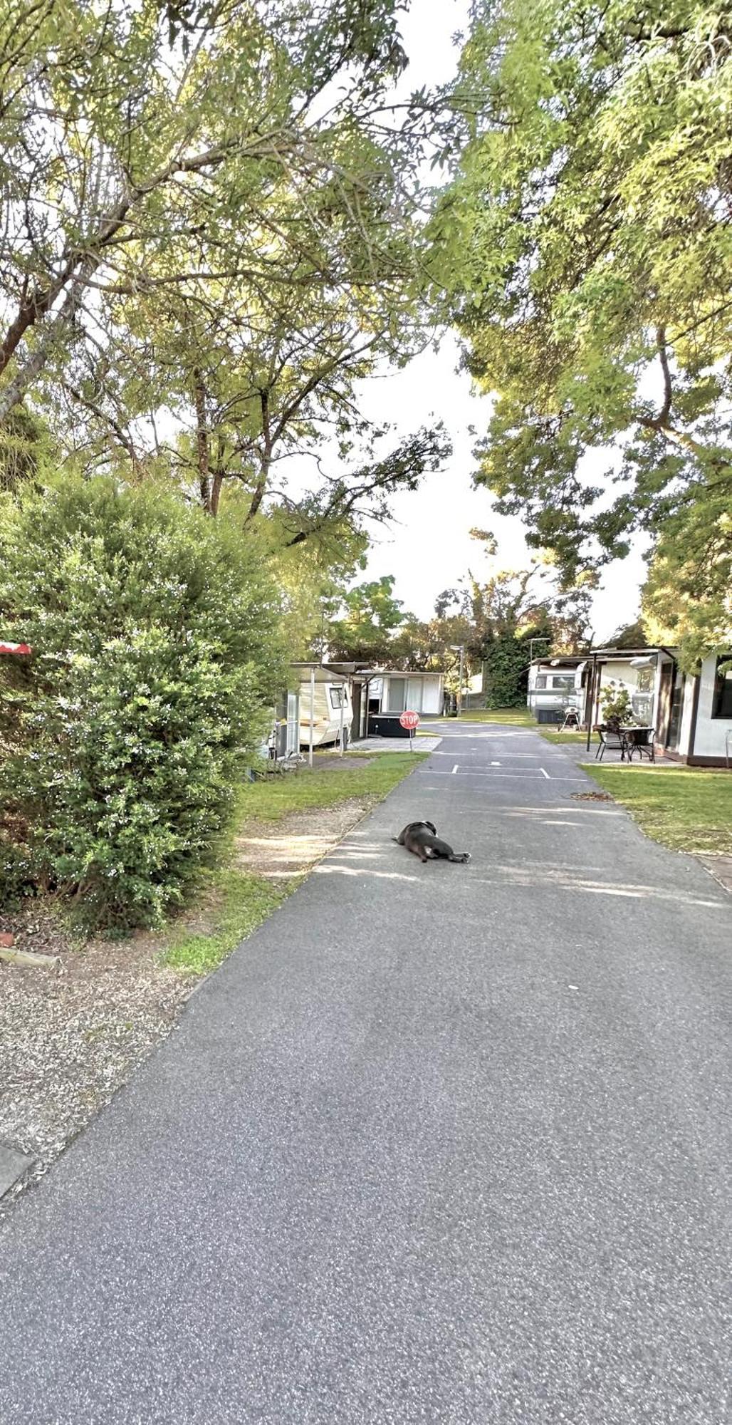 Mornington Peninsula Retro Caravans Rye Bagian luar foto